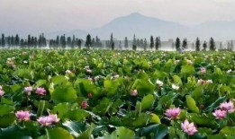 莲花县最新爆料,揭秘当地发展新动态与民生亮点